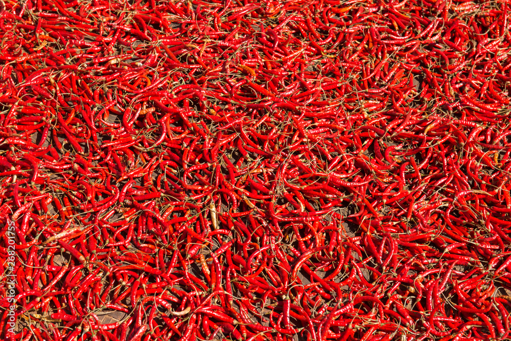 Chilli production in Myanmar