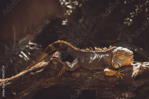 Iguana © Leonardo