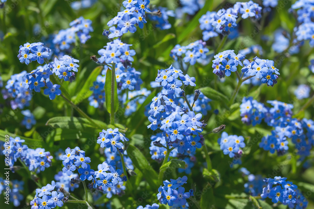 Blue flowers forget-me-not Myosotis arvensis on green background. selective focus. Natural floral background of blue flowers. Macrophotography. Blue flowers forget-me-not Myosotis arvensis on green background. selective focus. Natural floral background of blue flowers. Macrophotography.
