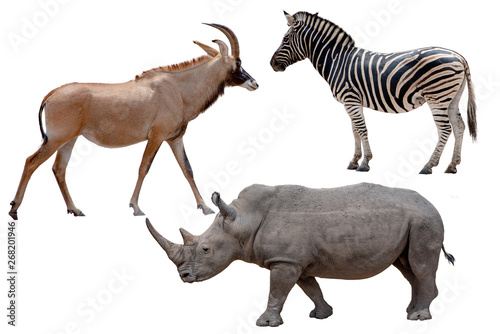 Three African wild animals - Antelope zebra and rhinoceros  Isolated on White