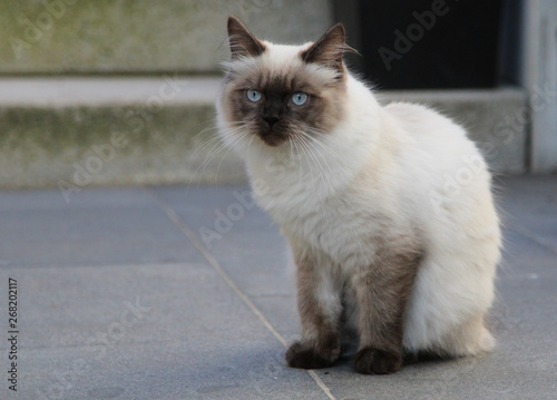 Obraz na plátně niedliches Kätzchen, Ragamuffin Kater