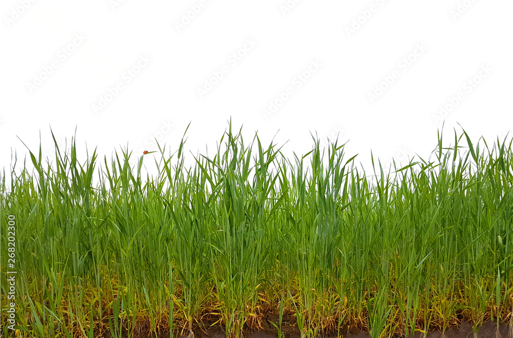 Grass cereal field roots soil isolated Grass cereal field roots soil isolated