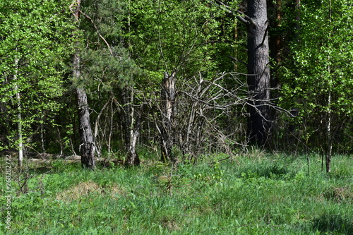 trees in the forest