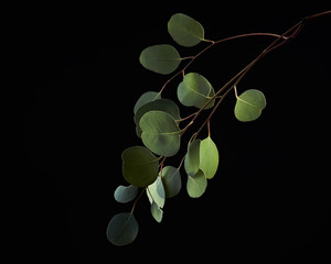 One branch of eucalyptus green leaves isolated on a black background