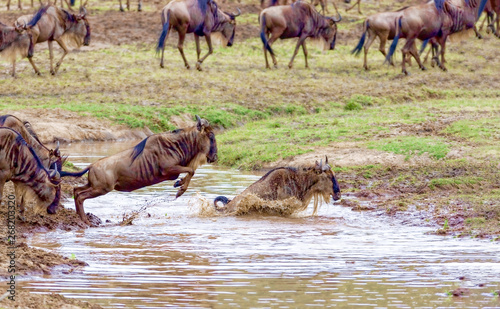 Crossing. Kenya. National p...