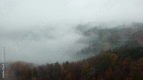 Autumn forest in the morning mist