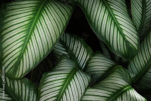 Pin Stripe Calathea Leaves in Dark Tone Color as Natural Abstract Texture Background photo