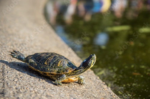 A funny Red-Eared Slider (Trachemys scripta elegans) Terrapin from the Turtle Pond in Central Park New York stretching in a standing stick (Tuladandasana) bikram yoga pose