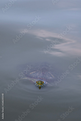 A Red-Eared Slider (Trachemys scripta elegans) Terrapin from the Turtle Pond in Central Park New York swimming in the lake waters
