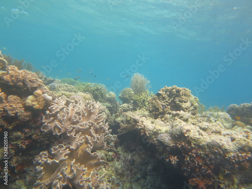 arrecife de coral