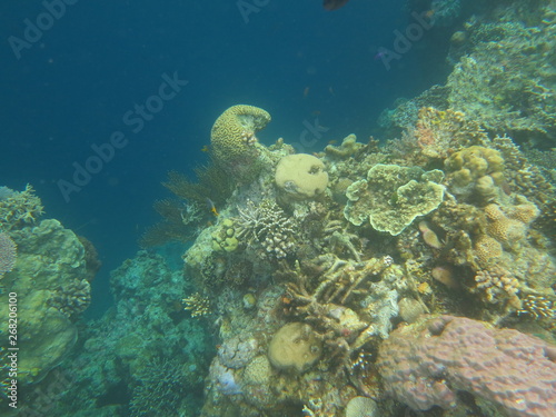 arrecife de coral © xavier