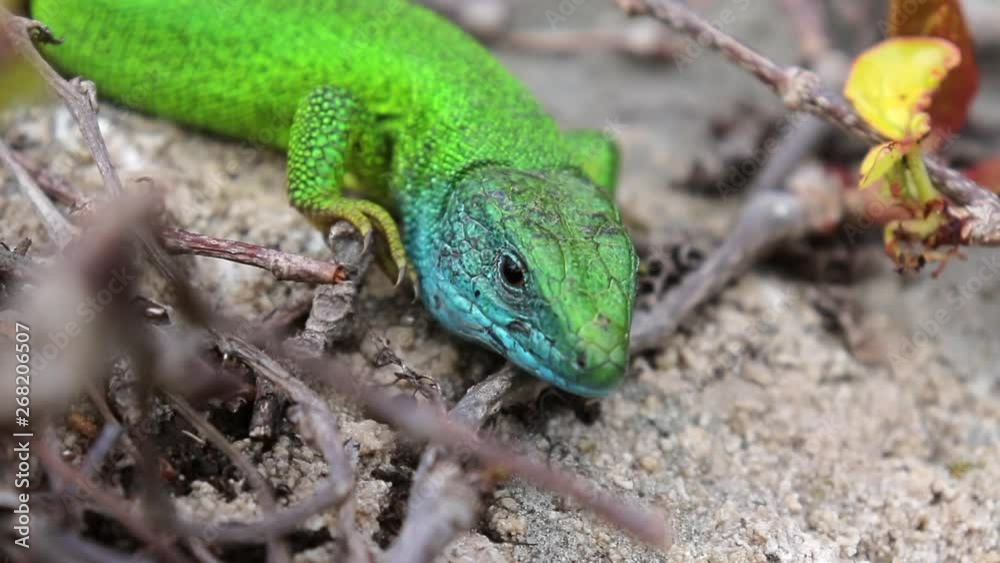 Close Up Small Green Lizard In Dry Habitat. Close Up Small Green Lizard In Dry Habitat.