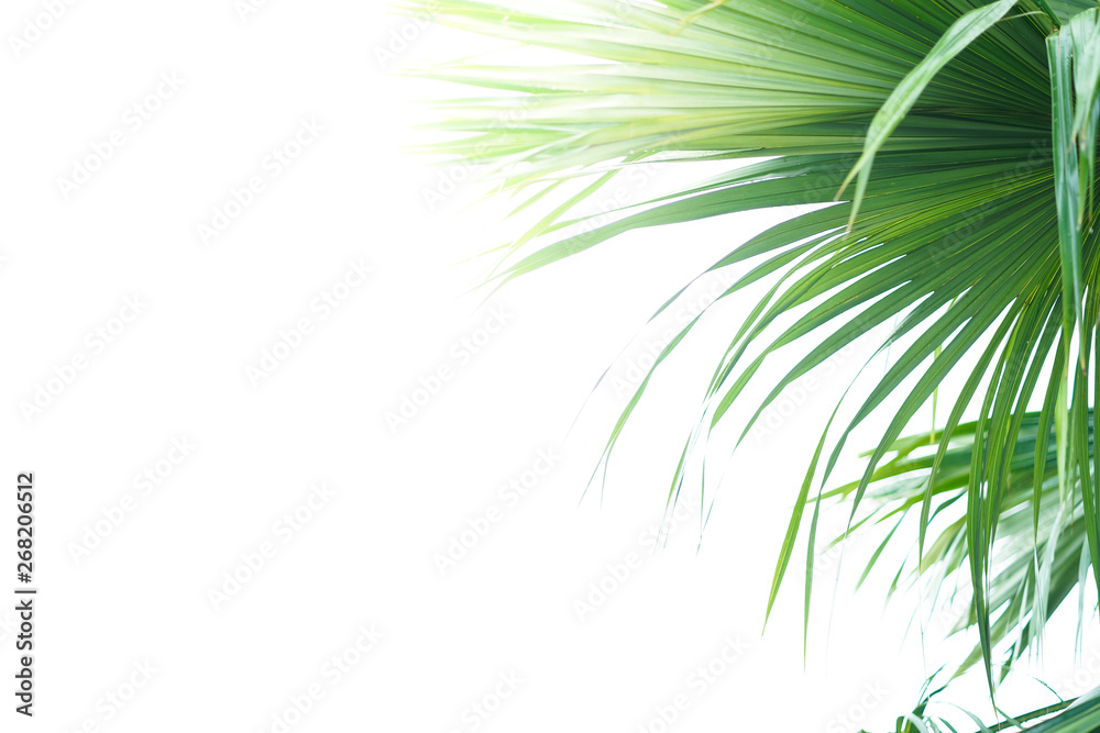 Fototapeta premium Palm leaves and white background isolated.