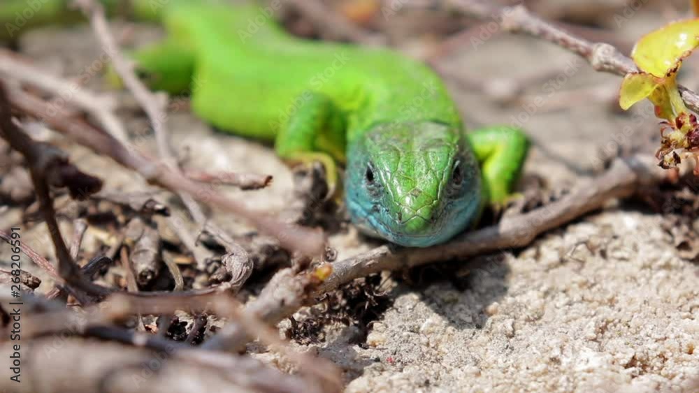 European Green Lizard Close Up Still With Ant Walking By European Green Lizard Close Up Still With Ant Walking By