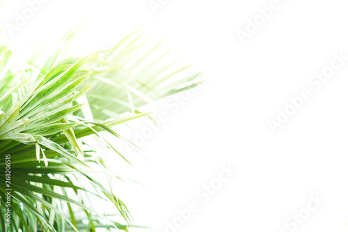 Palm leaves and white background isolated.