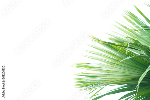 Palm leaves and white background isolated.