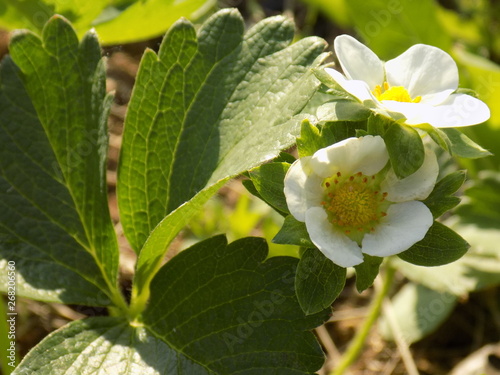 flowers strawberry