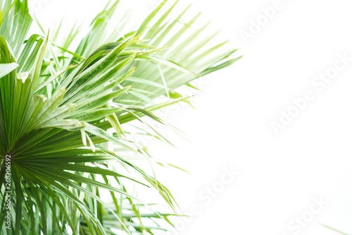 Palm leaves and white background isolated.