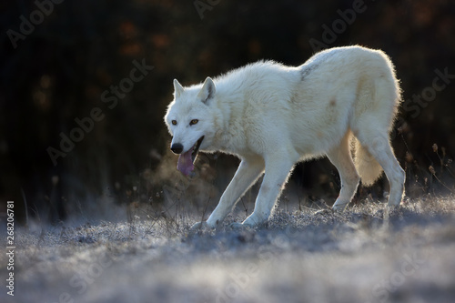 The Hudson Bay wolf  Canis lupus hudsonicus  subspecies of the wolf  Canis lupus  also known as the grey gray wolf or arctic wolf. Young female in a frosty morning.