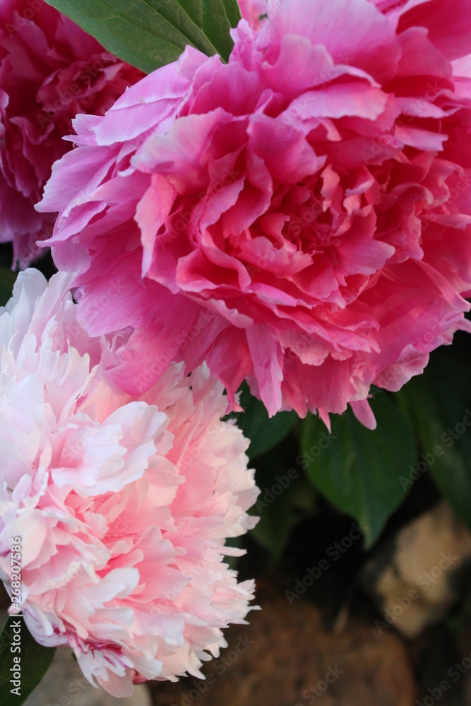 Fototapeta premium Peonies