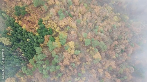 Autumn forest in the morning mist