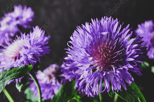 cornflower flowers closeup with blurred background, vintage shot