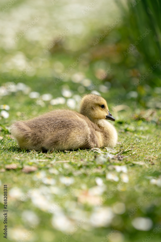 little duckling in the grass little duckling in the grass