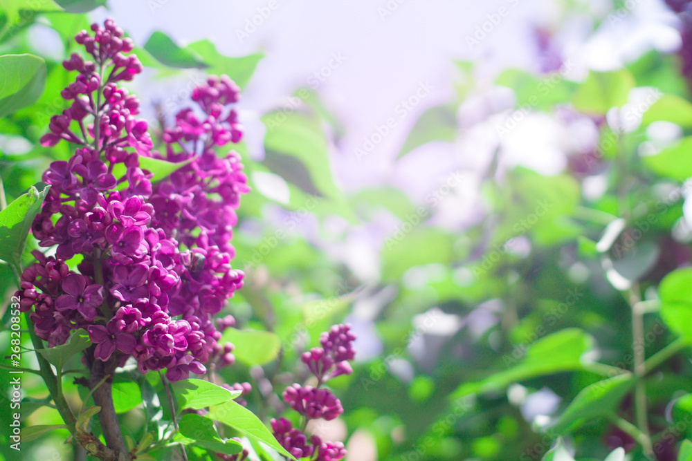 Delicate floral background of lilac flowers on a bright sunny day. Blurred Lilac Floral Background Delicate floral background of lilac flowers on a bright sunny day. Blurred Lilac Floral Background