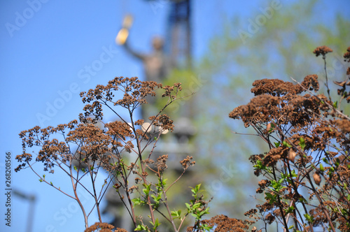 Dry flowers in the park in spring against the background of the monument to Peter the Great in Moscow.