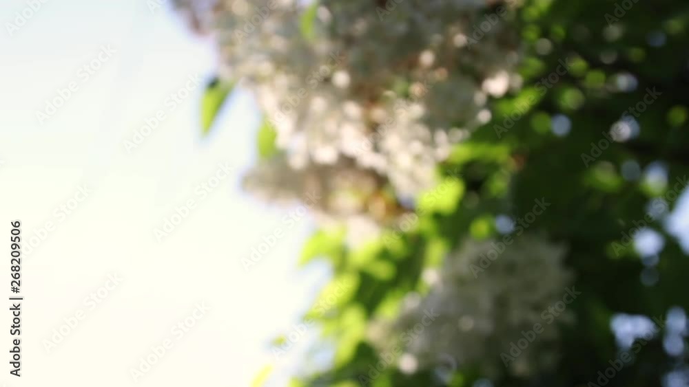 Sun rays through the fresh green leaves of lilac in the garden. Abstract motion background