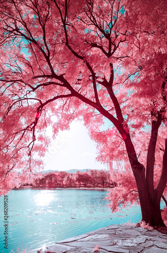 Canvas-taulu The trees in  The Summer Palace of Beijing,in infrared light
