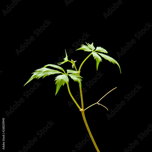 Young plant of Virginia creeper  Parthenocissus quinquefolia  with tiny green leaves and thin delicate tendrils isolated on black background