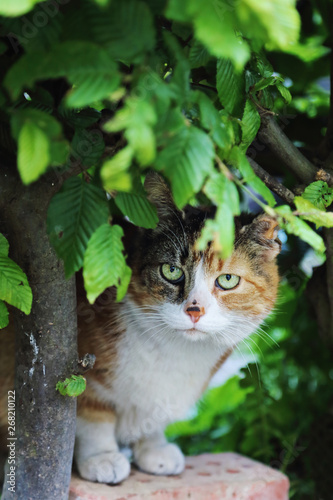 Wallpaper Mural chat errant dans parc  Torontodigital.ca