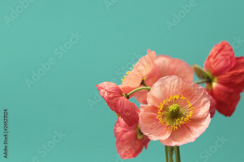 A Bouquet Of Vibrant Pink and Red Iceland Poppies Against A Bright Turquoise Background photo