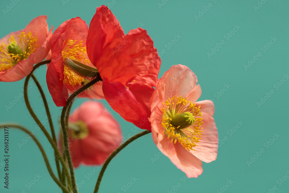 A Bouquet Of Vibrant Pink and Red Iceland Poppies Against A Bright Turquoise Background