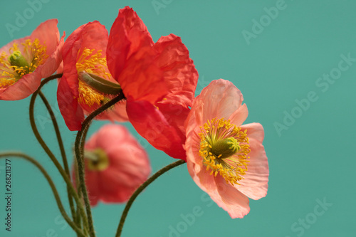 A Bouquet Of Vibrant Pink and Red Iceland Poppies Against A Bright Turquoise Background