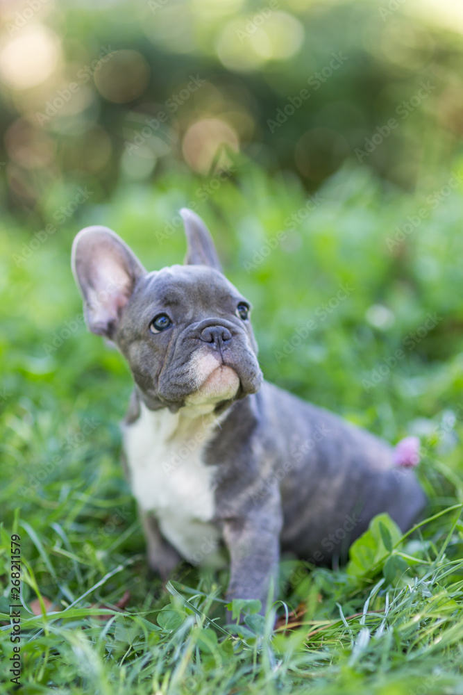 Fototapeta premium Blue french bulldog enjoying outdoors.