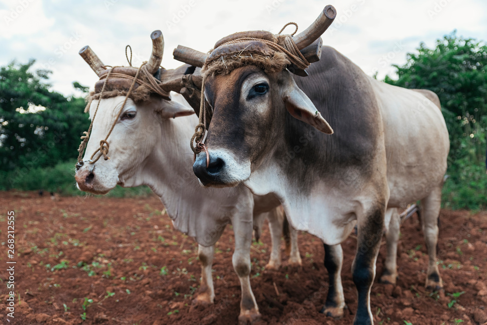 Farmer and Oxen Plow Tobacco Field.