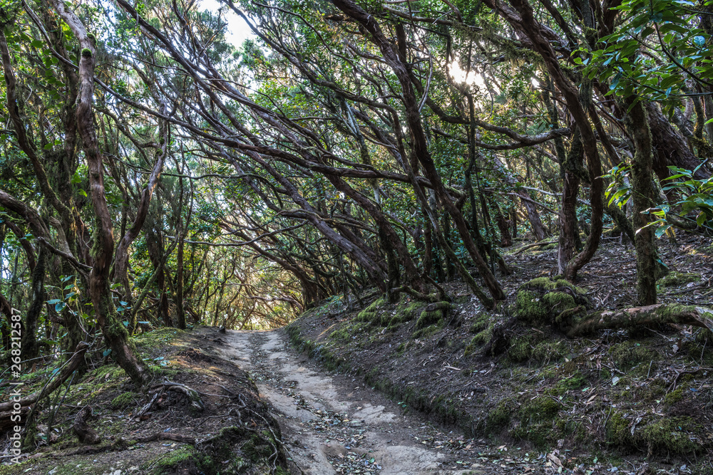 Forest path under the trees Forest path under the trees