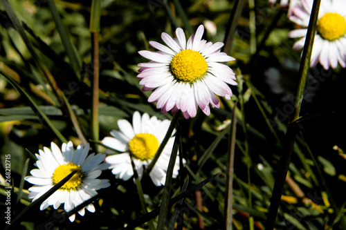 White flowers Max Chrysanthemum in closeup photo