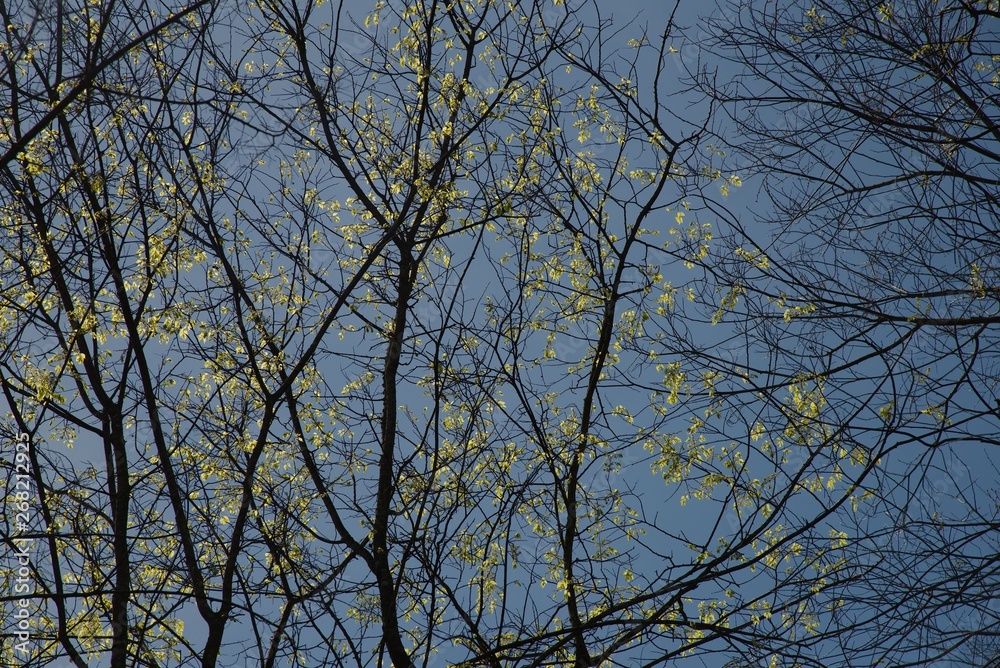 Spring Colors Spring Colors
