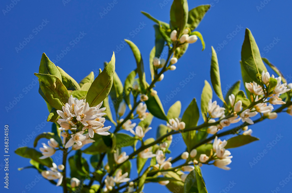 Obraz premium blooming orange fields flower background in the spain