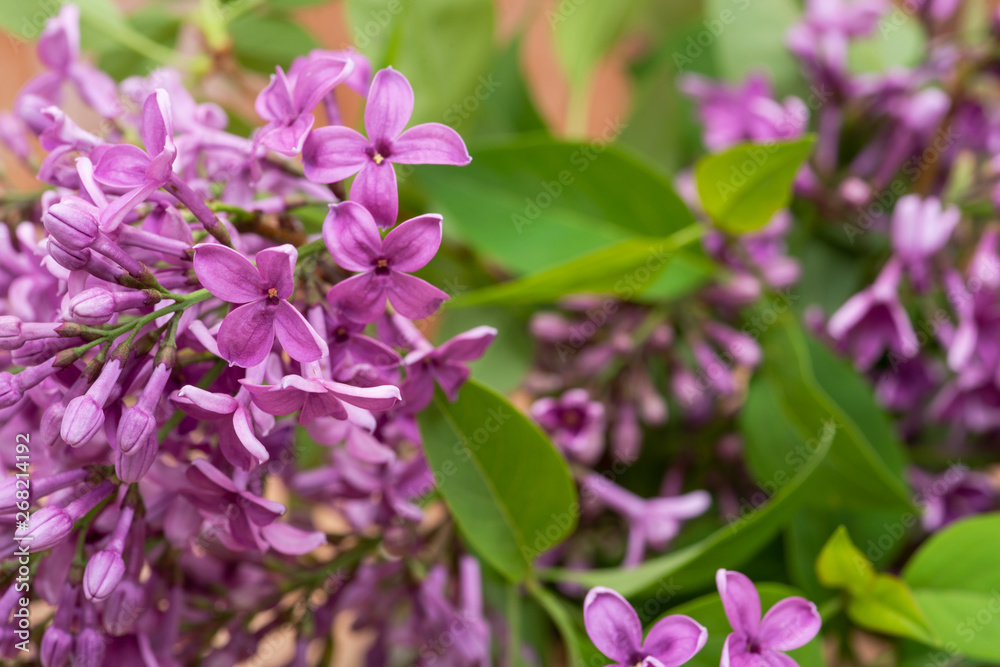 Fresh cut Purple Lilac Flowers on wooden background. Syringa vulgaris. Fresh cut Purple Lilac Flowers on wooden background. Syringa vulgaris.