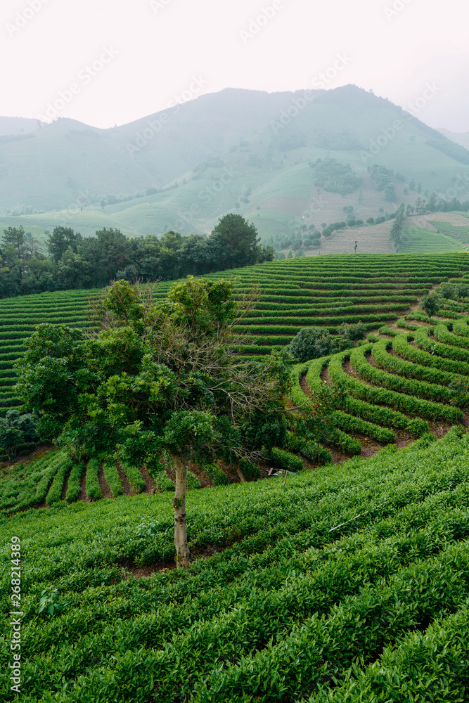 scenic view of Chinese tea field scenic view of Chinese tea field