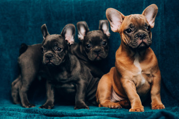 Leinwandbilder Französische Bulldogge Blaue Französische Bulldogge Nahaufnahme  © belyaaa