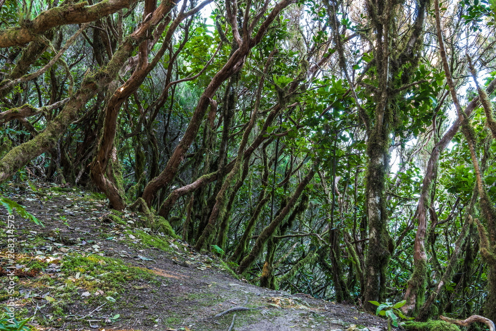Rain forest in the mountains of Tenerife Rain forest in the mountains of Tenerife