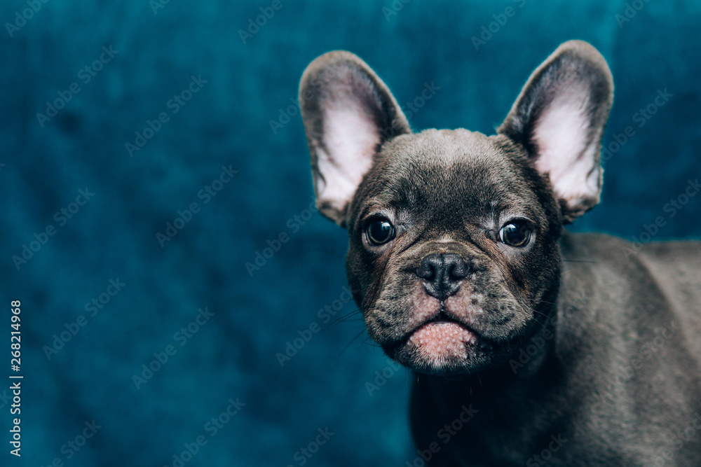 Portrait of a beautiful blue french bulldog