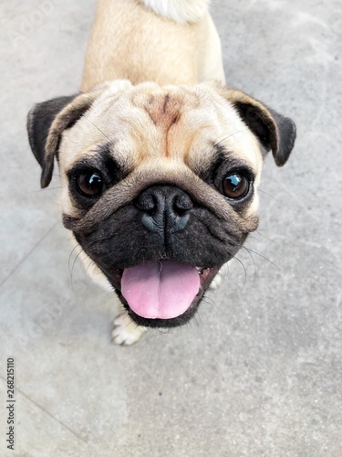 Close up portrait of a pug. photo