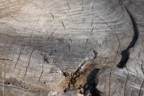 wood, texture, tree