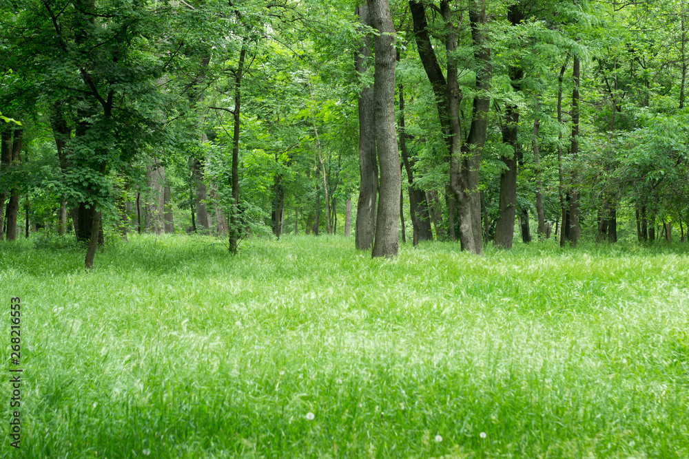Beautiful spring forest with high grass, sunny day. Beautiful spring forest with high grass, sunny day.